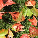 Leaves on grass